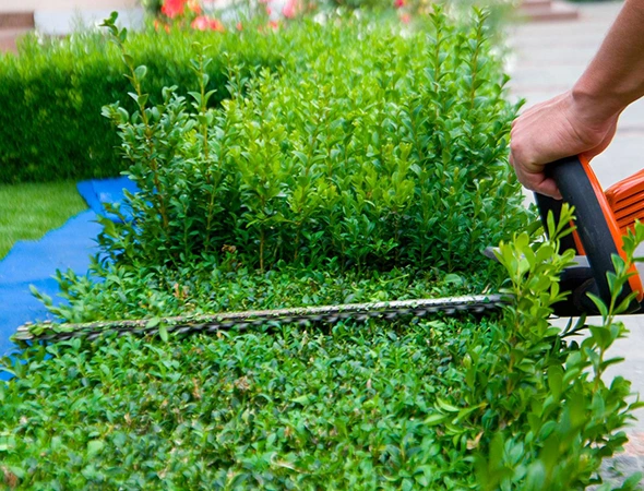 Bush Trimming & Shrub Removal in Apex, NC