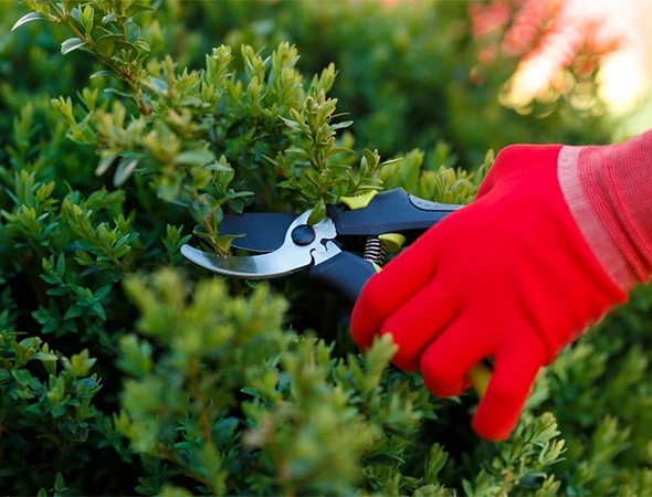 Bush Trimming & Shrub Removal in Apex, NC