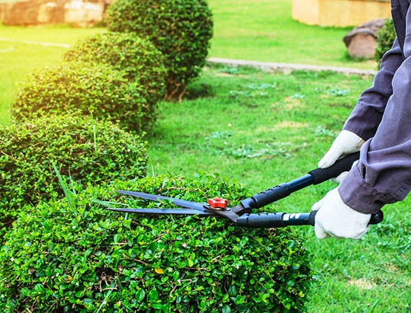 Bush Trimming & Shrub Removal in Apex, NC