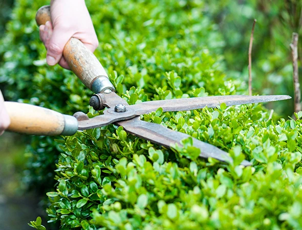 Bush Trimming & Shrub Removal in Apex, NC