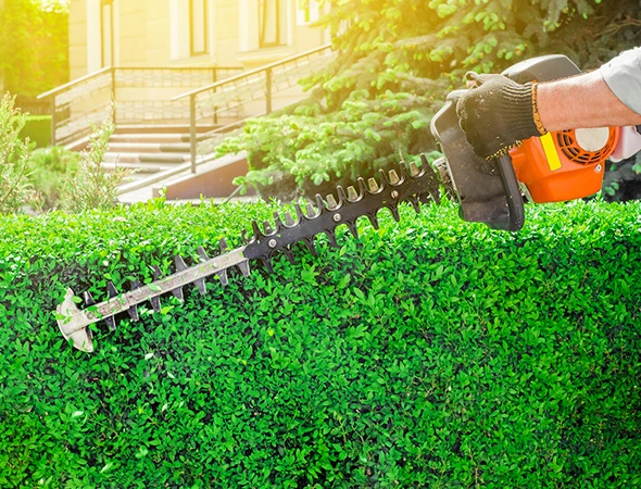 Bush Trimming & Shrub Removal in Apex, NC