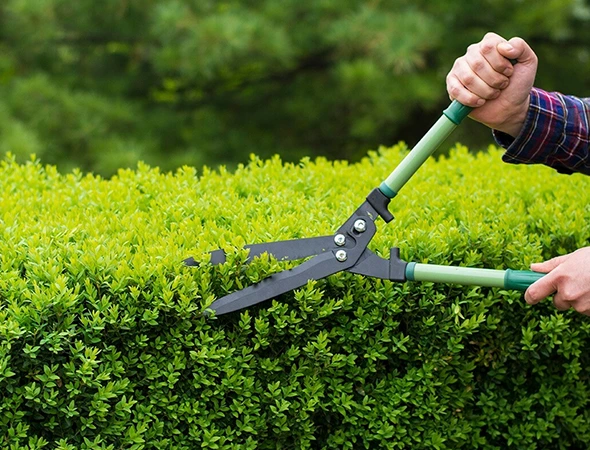 Bush Trimming & Shrub Removal in Apex, NC