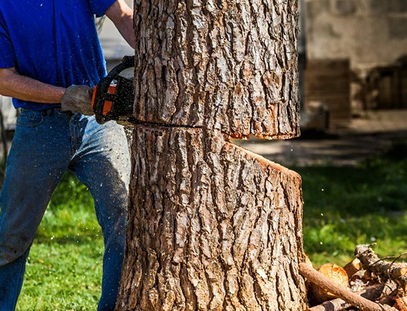 Tree Removal Services in Greensboro, NC