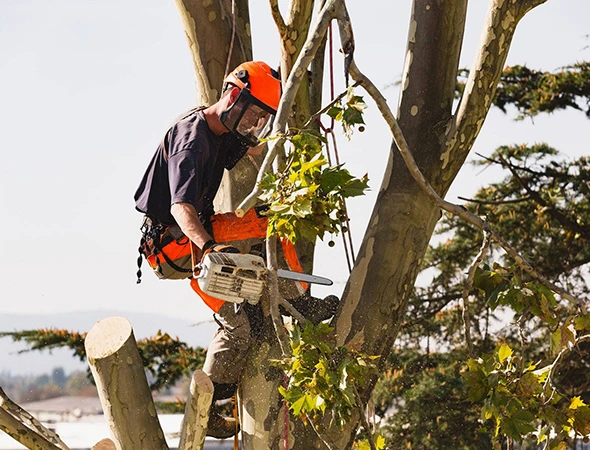 Tree Removal Services in Greensboro, NC