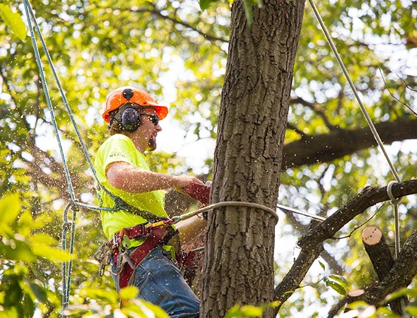 Tree Removal Services in Greensboro, NC