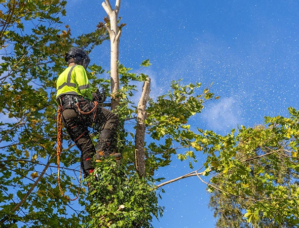 Tree Removal Services in Greensboro, NC