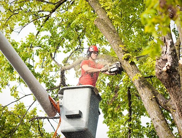 Tree Removal Services in Greensboro, NC