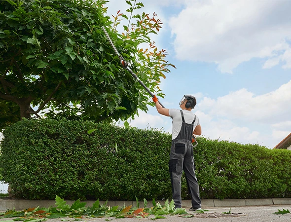 Tree Removal Services in Greensboro, NC